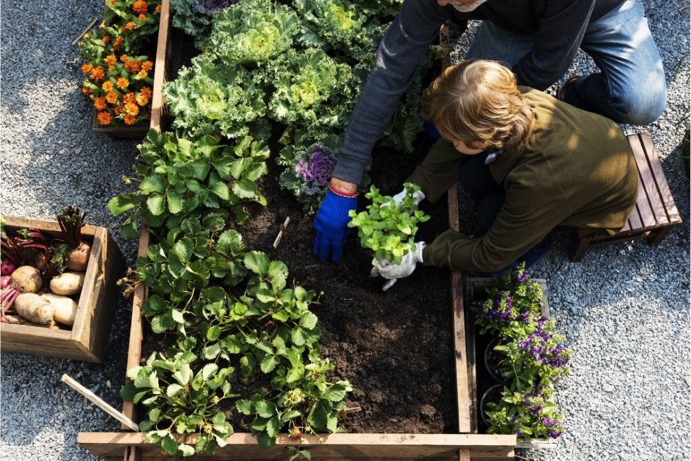 backyard-vegetable-garden