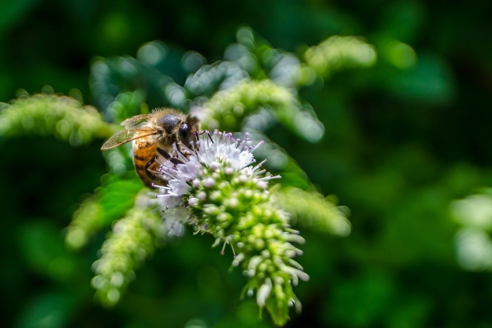 bee-extracting-nectar-from-mint