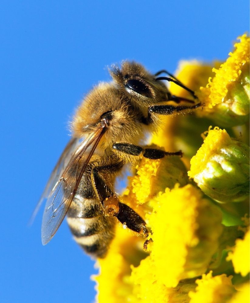 bee-pollinating-flower