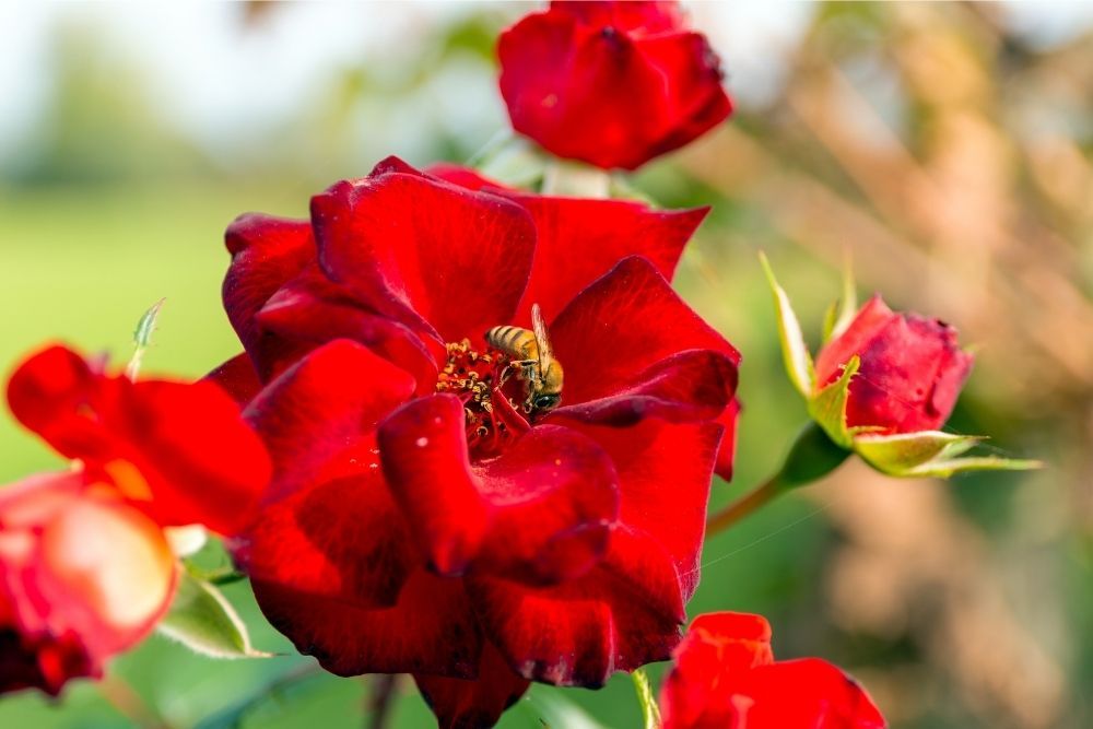 bee-pollinating-red-rose