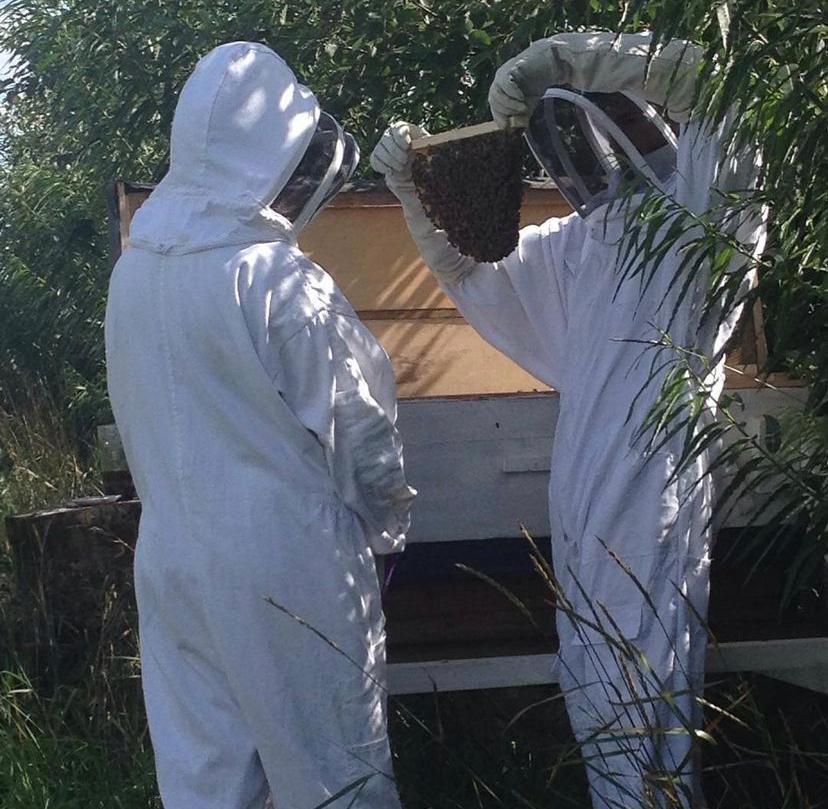 beekeeping