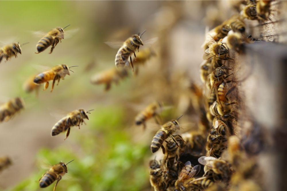 bees-flying-near-the-hive