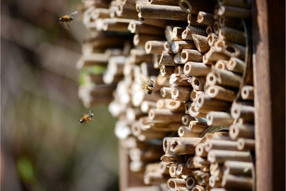 bees-insect-shelter