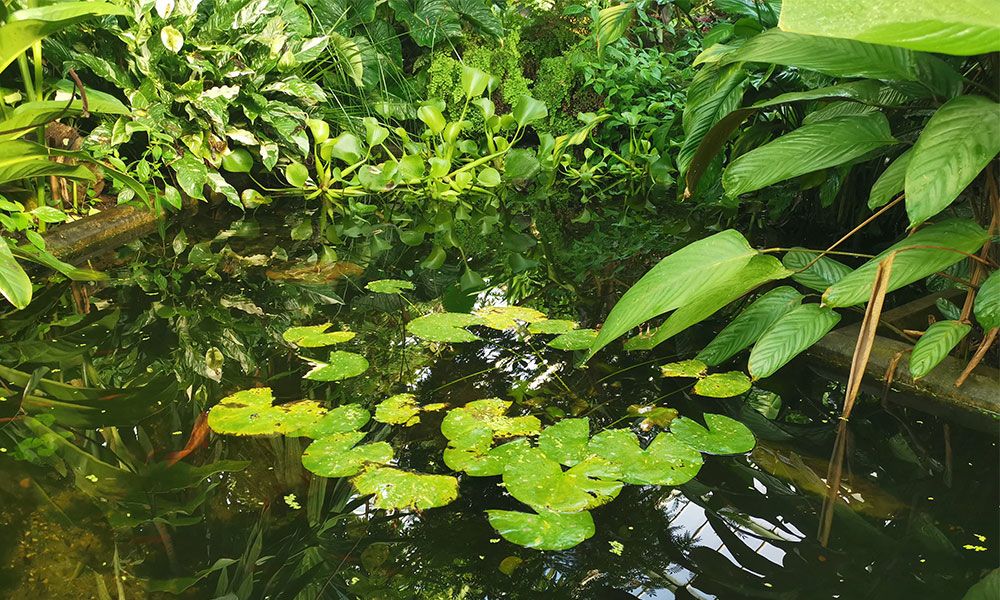 DYXJB Heavy Duty Pond Liner HDPE Weather Resistant Black Large Pond Liner Swimming Pool Garden Pond Color : Black, Size : 1x2m 