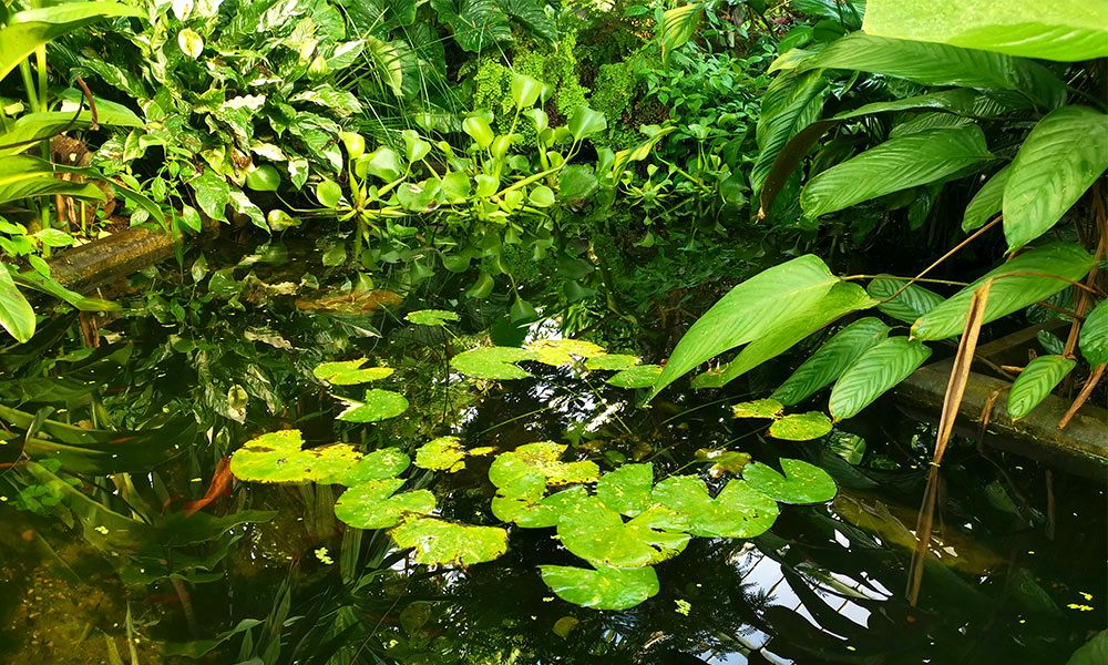 best-pond-liner-review-uk