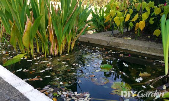 best-pond-skimmer-review-uk