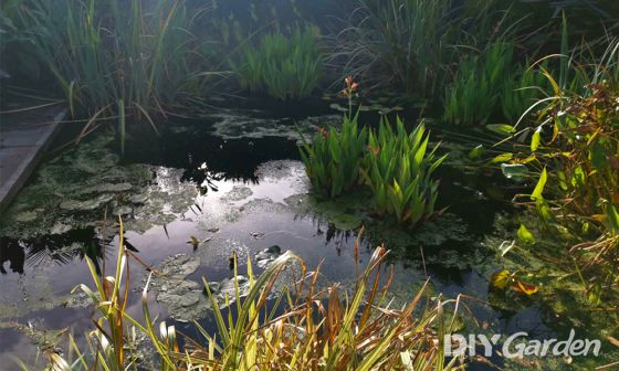 best-pond-water-treatment-review-uk