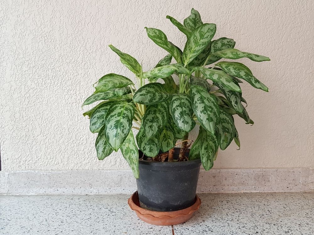 chinese-evergreen