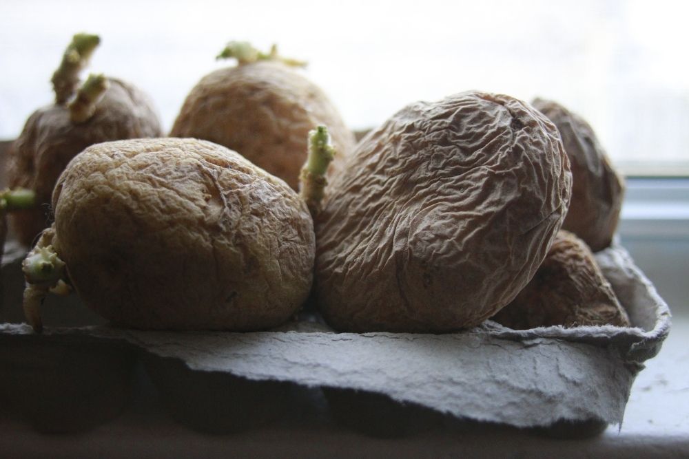 chitting-potatoes-on-windowsill