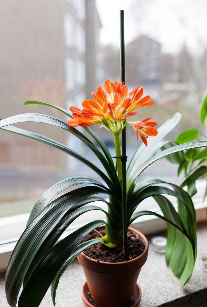 clivia