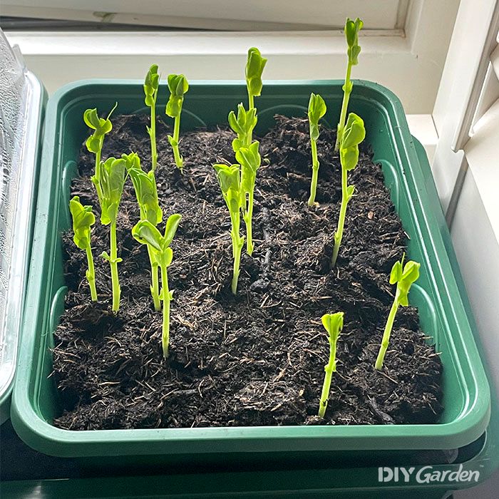 earlygrow-propagator-pea-germination