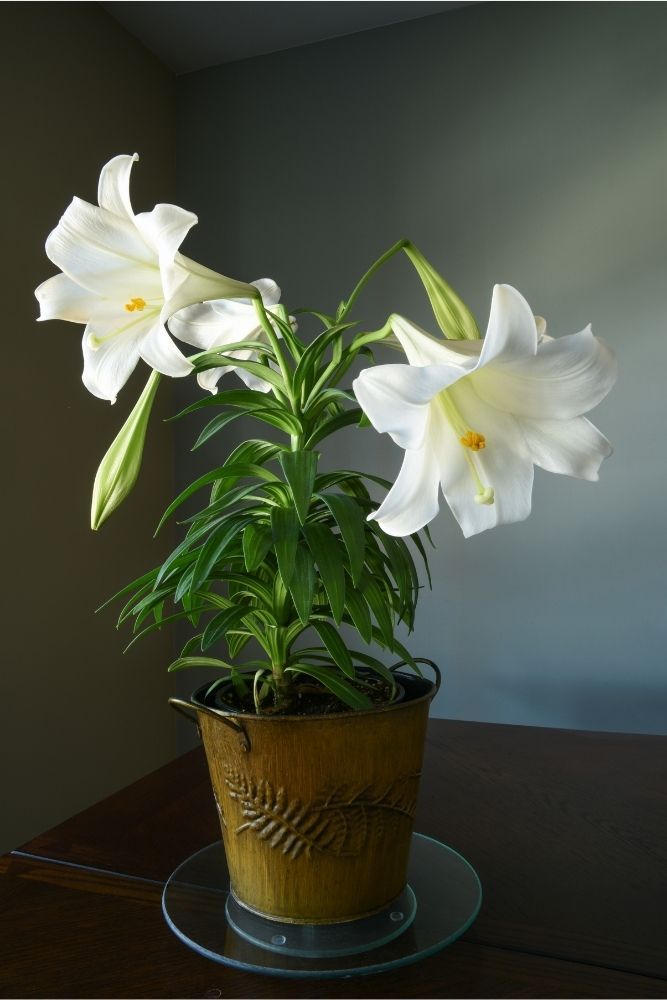 easter-lily