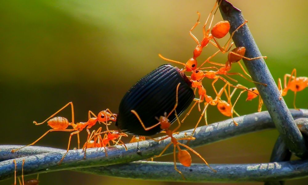 facts-about-ants