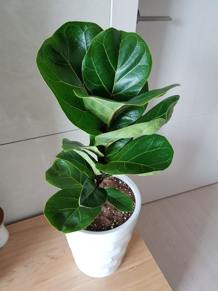 fiddleleaf-fig