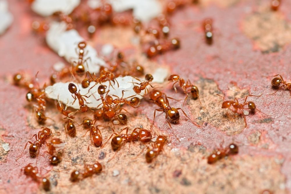 fire-ants