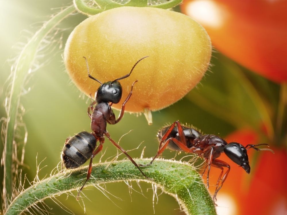garden-ants-stomach