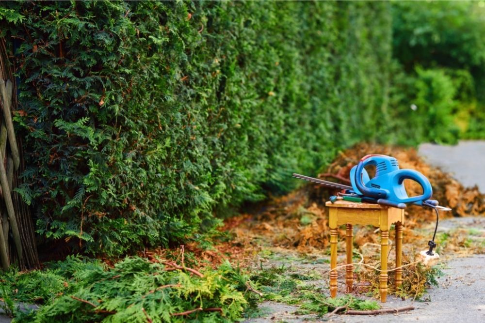 hedge-and-hedge-trimmer