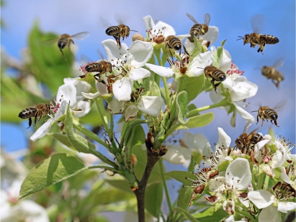 honey-bees-pollinating-white-blossoms-of-a-pear-tree
