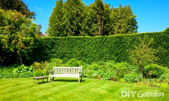 how-to-remove-a-hedge