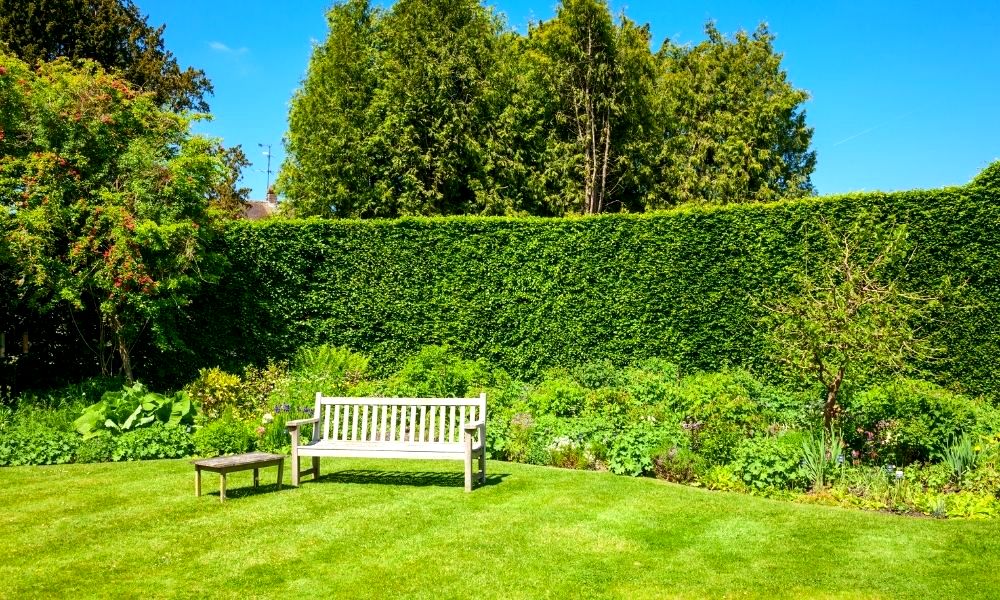 how-to-remove-a-hedge