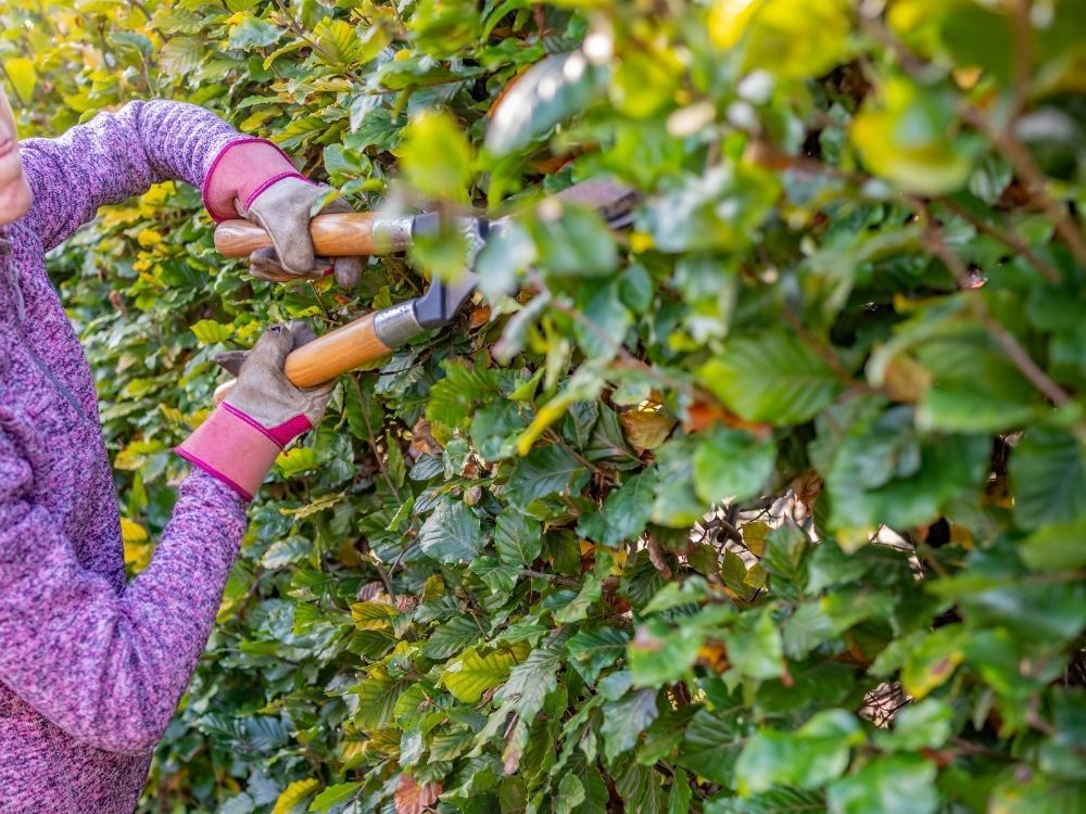 how-to-trim-a-beech-hedge
