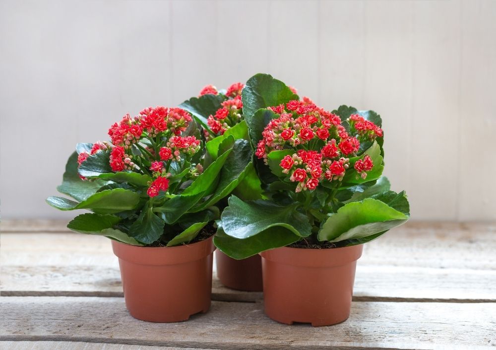 kalanchoe