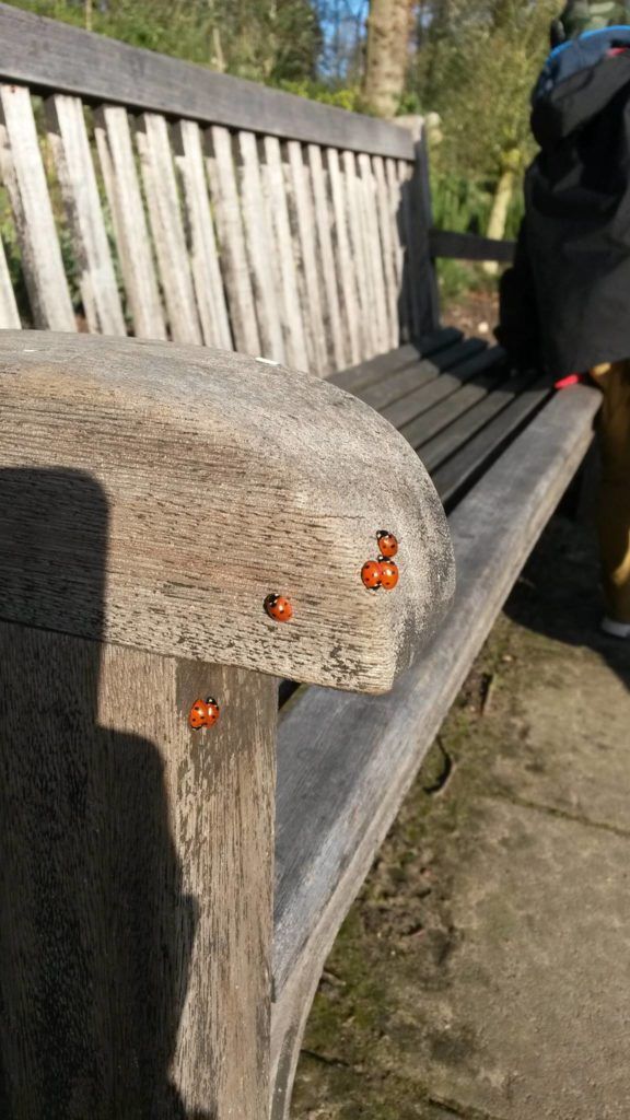 ladybirds