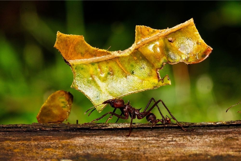 leafcutter-ant