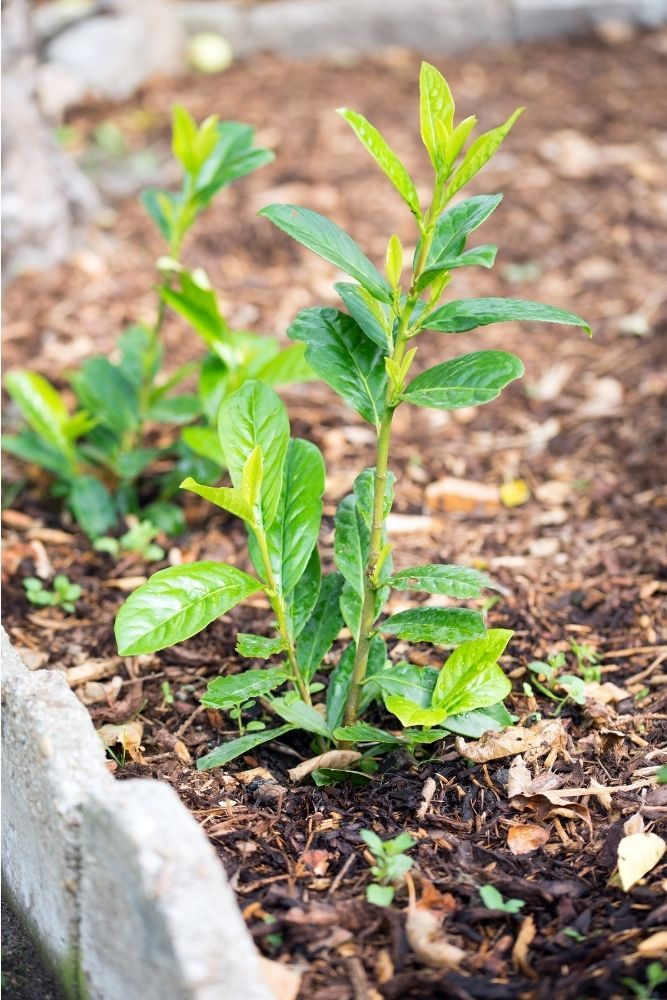 newly-planted-laurel-hedge