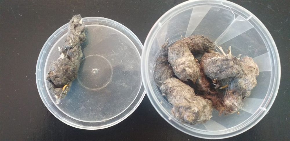 owl pellets