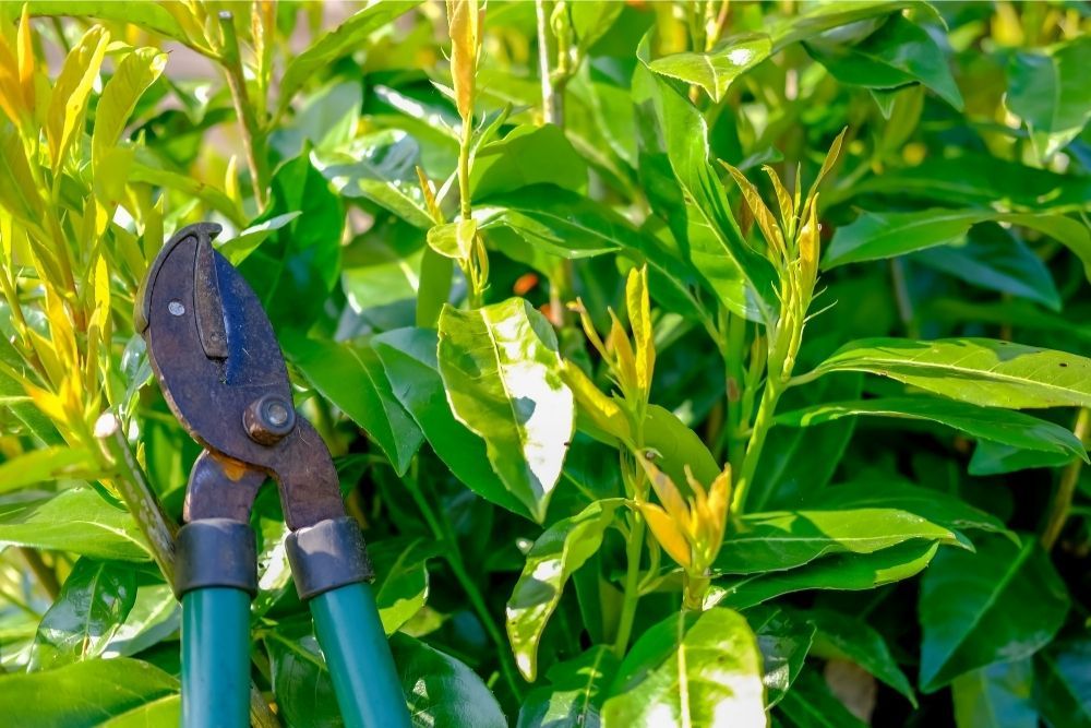 pruning-laurel-hedge