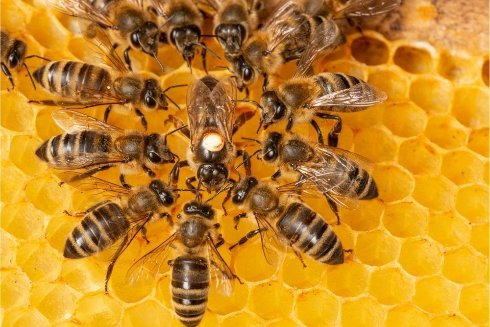 queen-bee-with-worker-bees