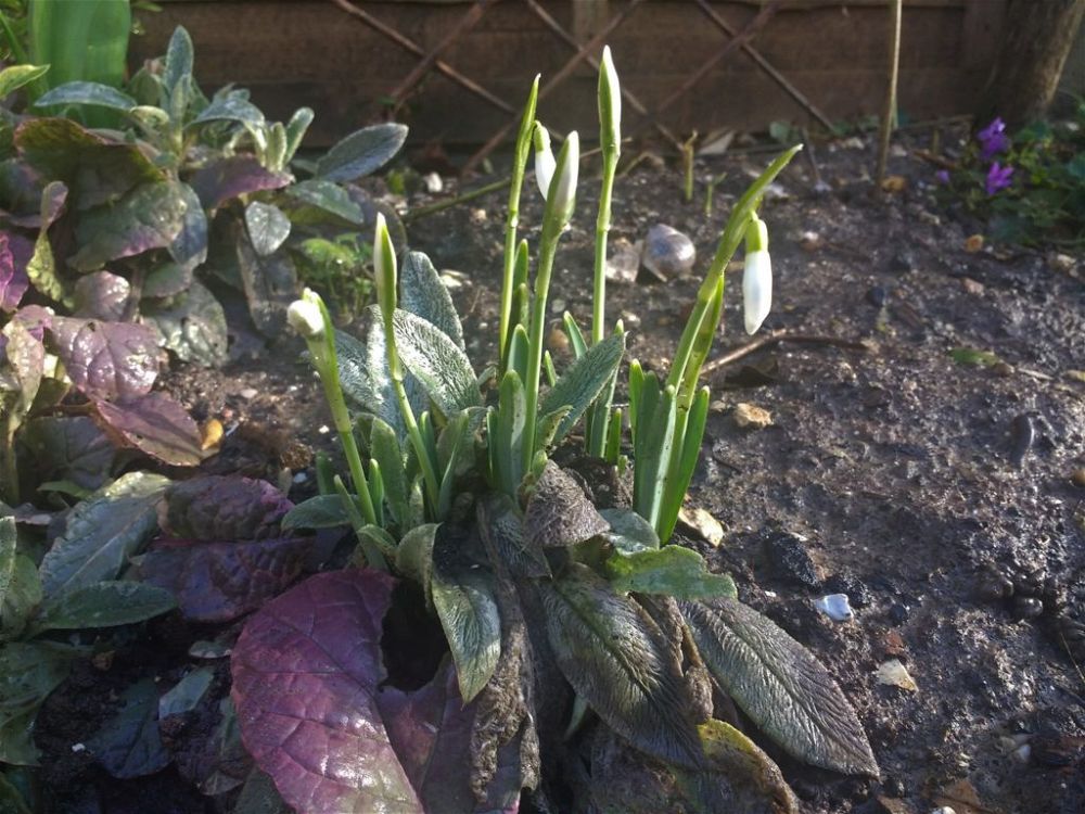 snowdrops