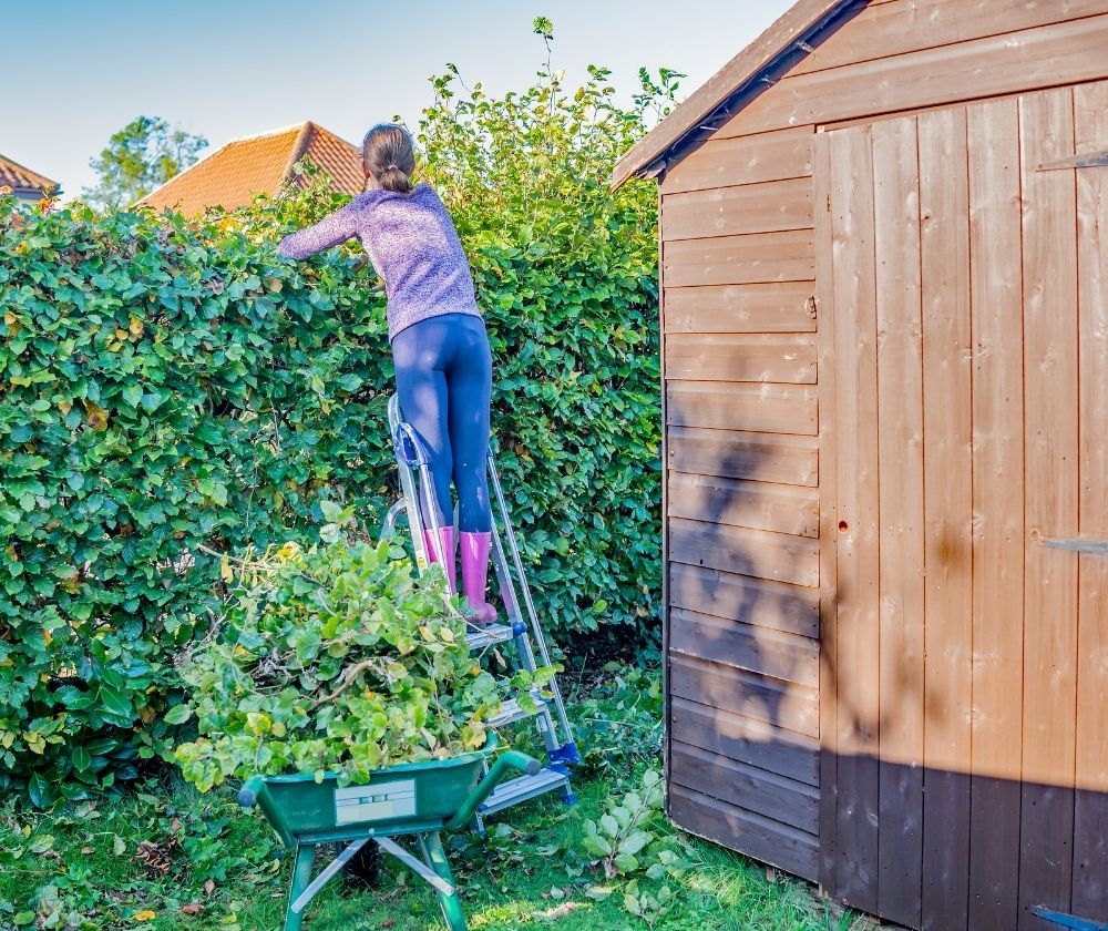 trimming-beech-hedge