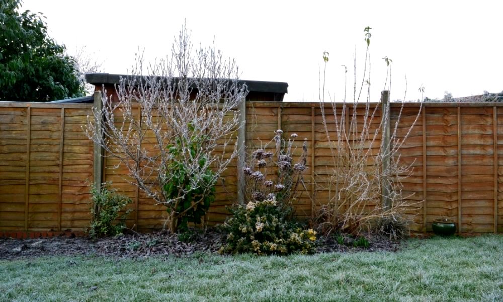 what-to-do-in-the-garden-in-january