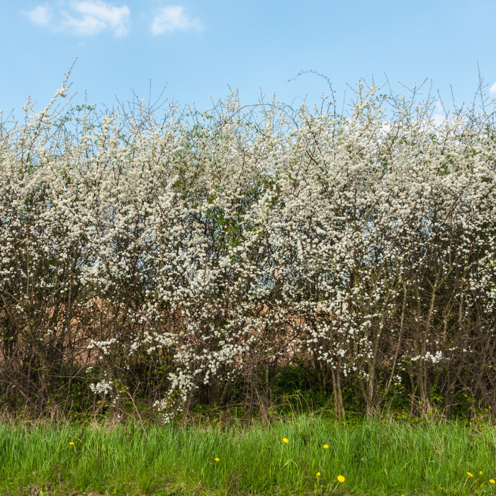 Blackthorn