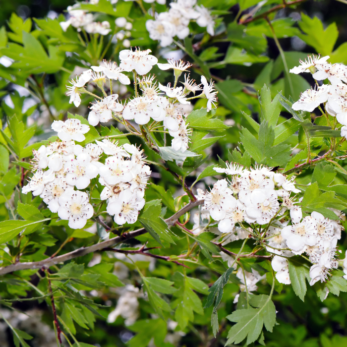 Common Hawthorn