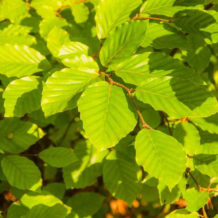 European Beech