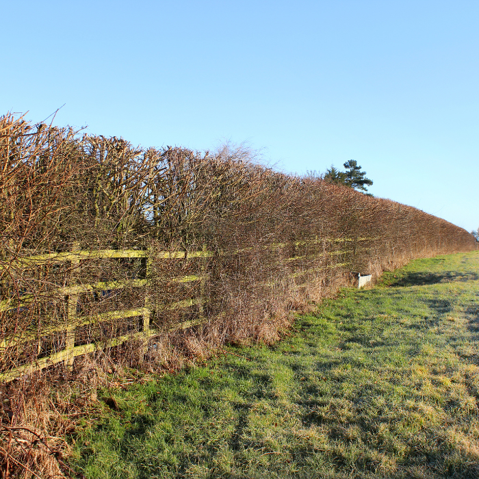 Field Maple