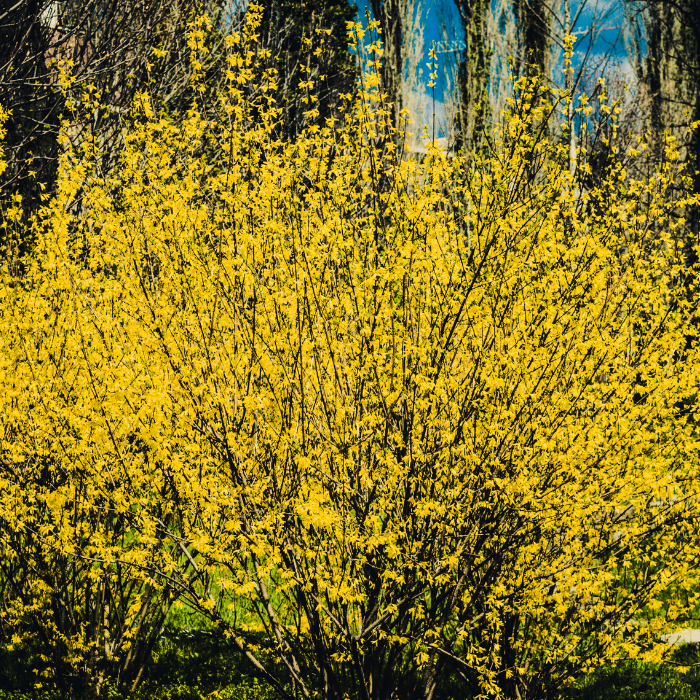 Forsythia Spectabilis