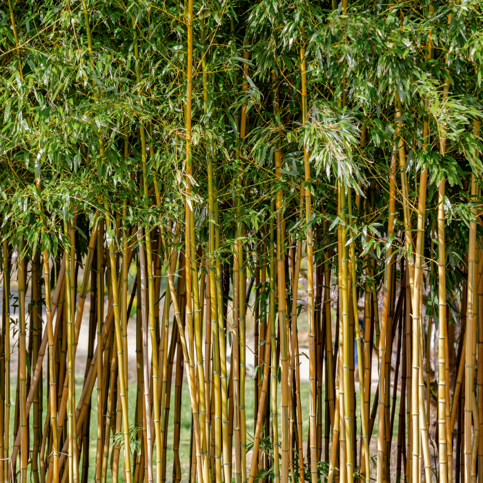 Golden Bamboo