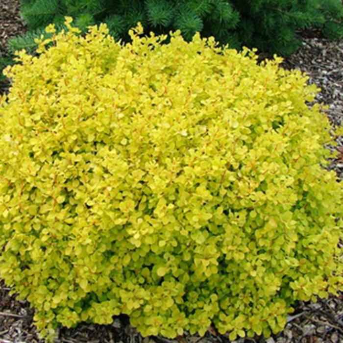 Golden Barberry