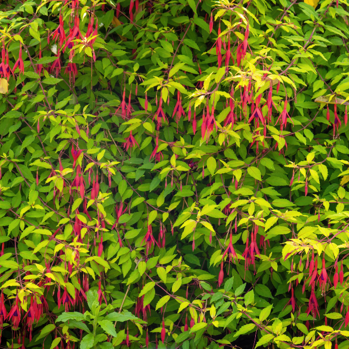 Hardy Fuchsia