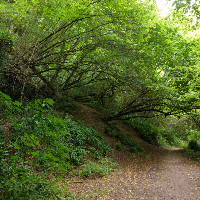 Hornbeam