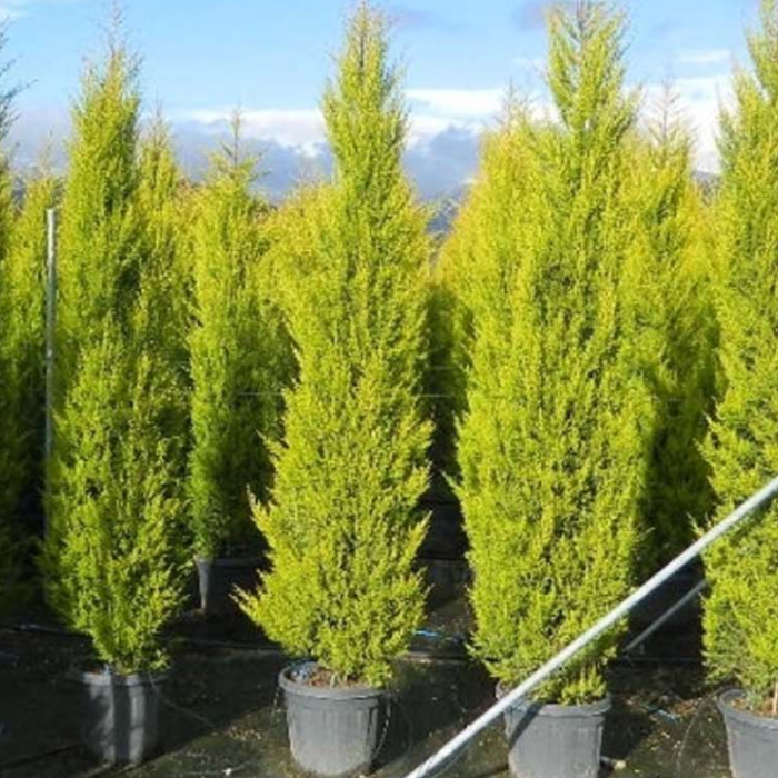 Monterey Cypress ‘Goldcrest’