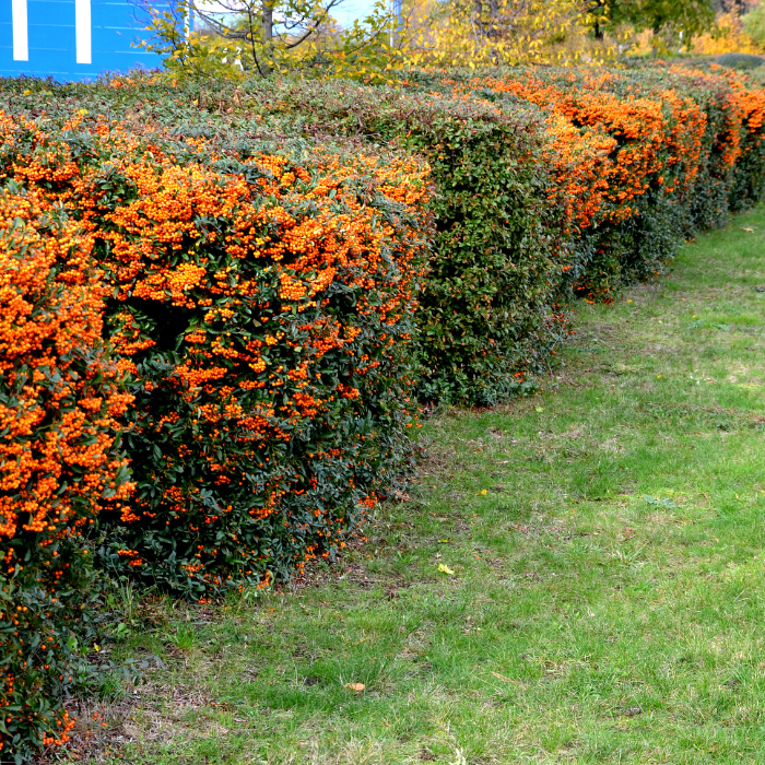 Orange Pyracantha