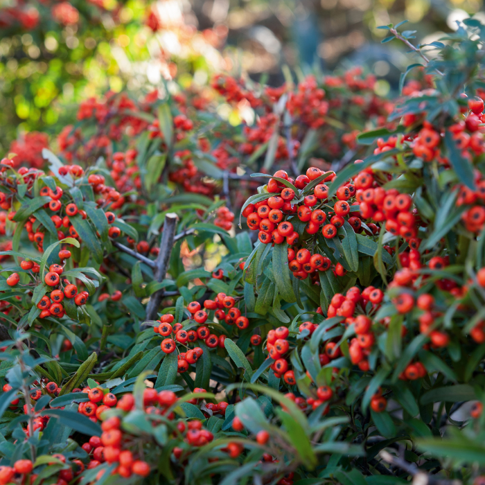 Pyracantha Red Column