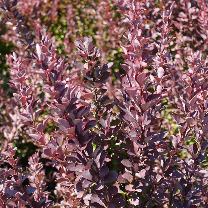 Red Leaf Barberry