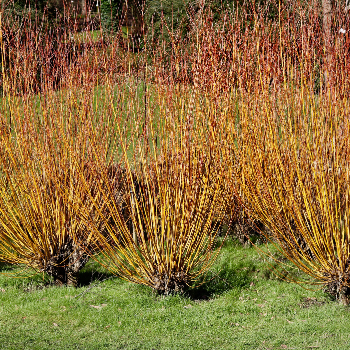 Red Stemmed Dogwood