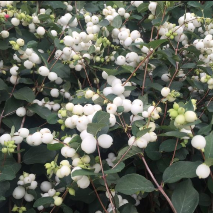 Snowberry White Hedge